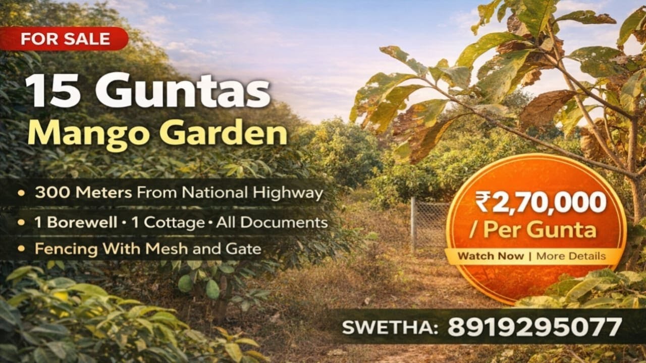 Swetha:8919290577||Mango Garden sale||Canal Road BIT|15 Guntas sale||Fencing with Gate&Mesh #youtube