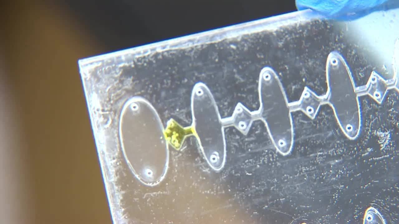 FAU researchers study non-invasive option to test for Zika