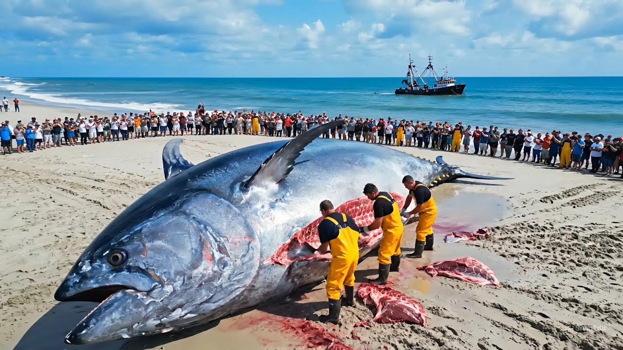 A $1,000,000 Giant Atlantic Bluefin Tuna Haul | Deep-Sea Commercial Longline Documentary