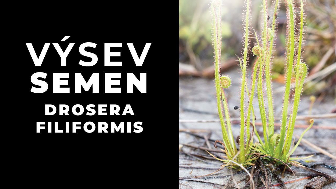 Výsev semen rosnatky Drosera filiformis