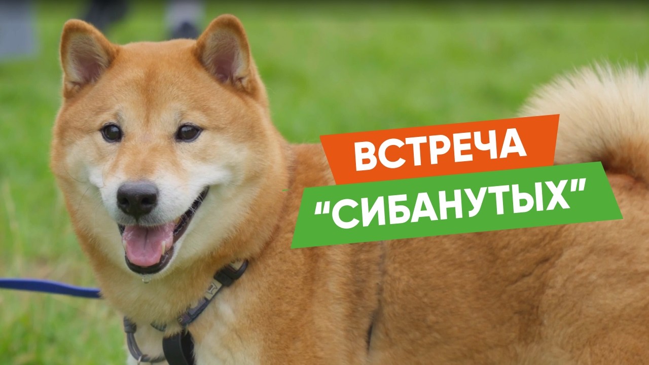 How the big Shiba Inu owners meetup went