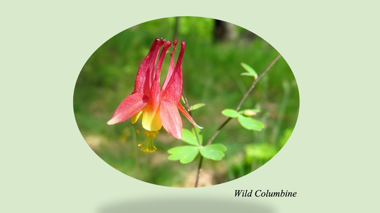 High Park Wildflowers 2026