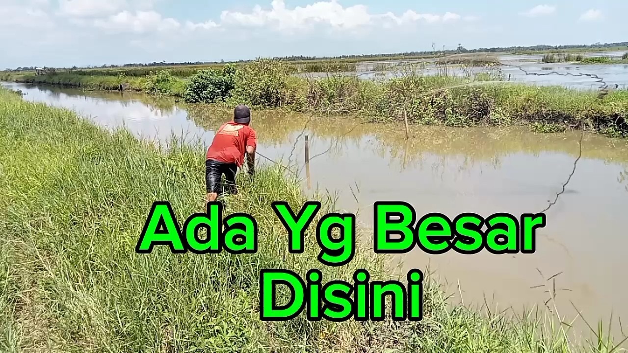 RAWA SUDAH MULAI SURUT, IKAN NYA NGUMPUL KE SUNGAI.