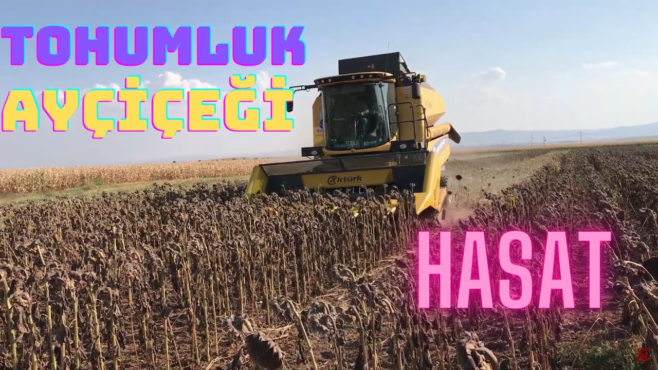 TOHUMLUK AYÇİÇEĞİ HASADI ESKİŞEHİR/BEYAZALTIN KÖYÜ SYNGENTA