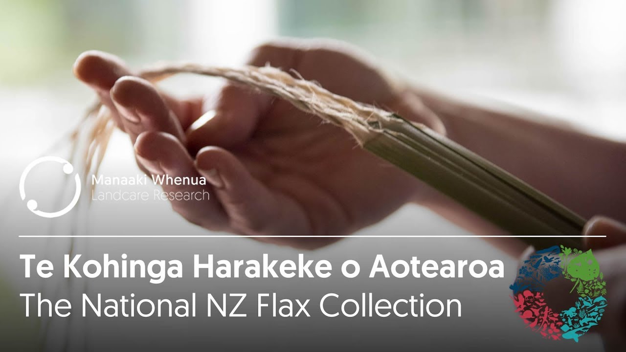 Taking you to the heart of New Zealand’s National Harakeke Collection