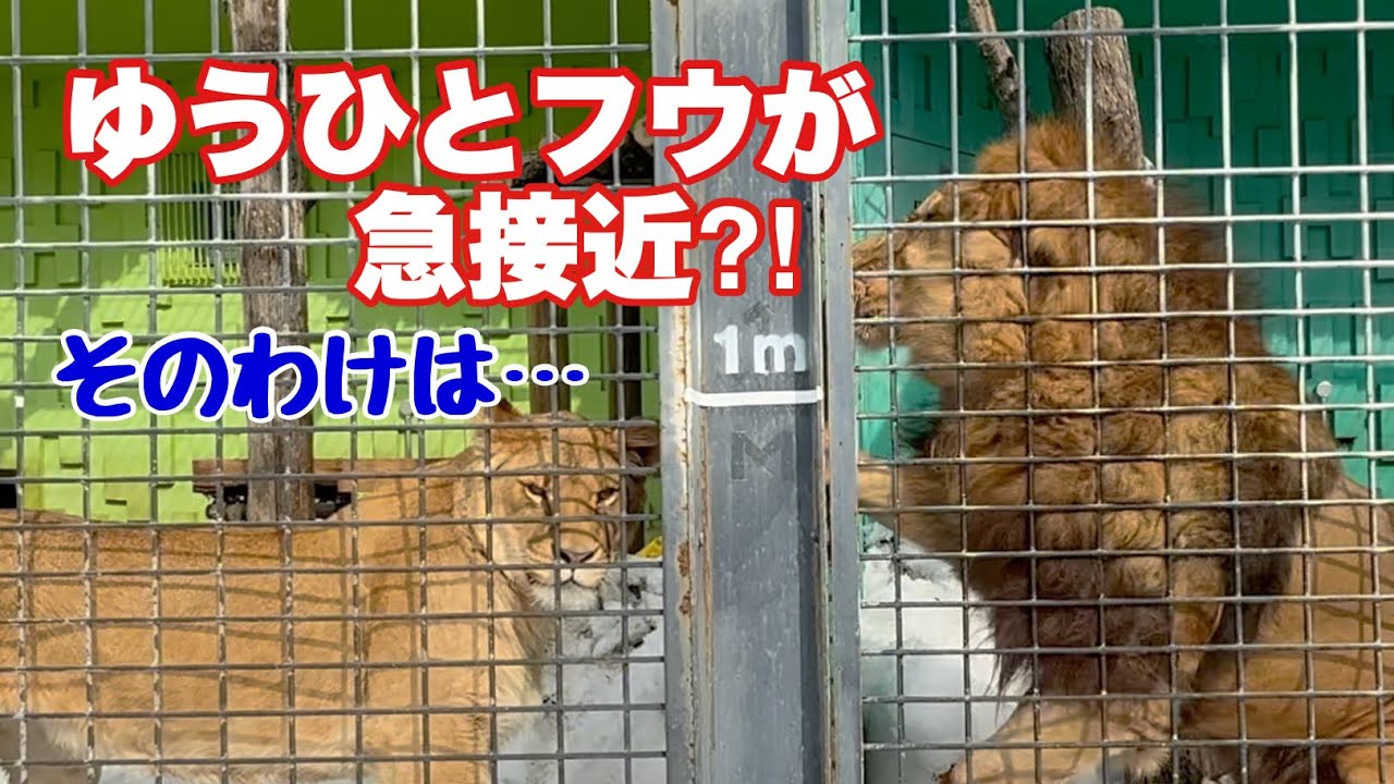 ゆうひとフウが急接近⁉️そのわけは・・・