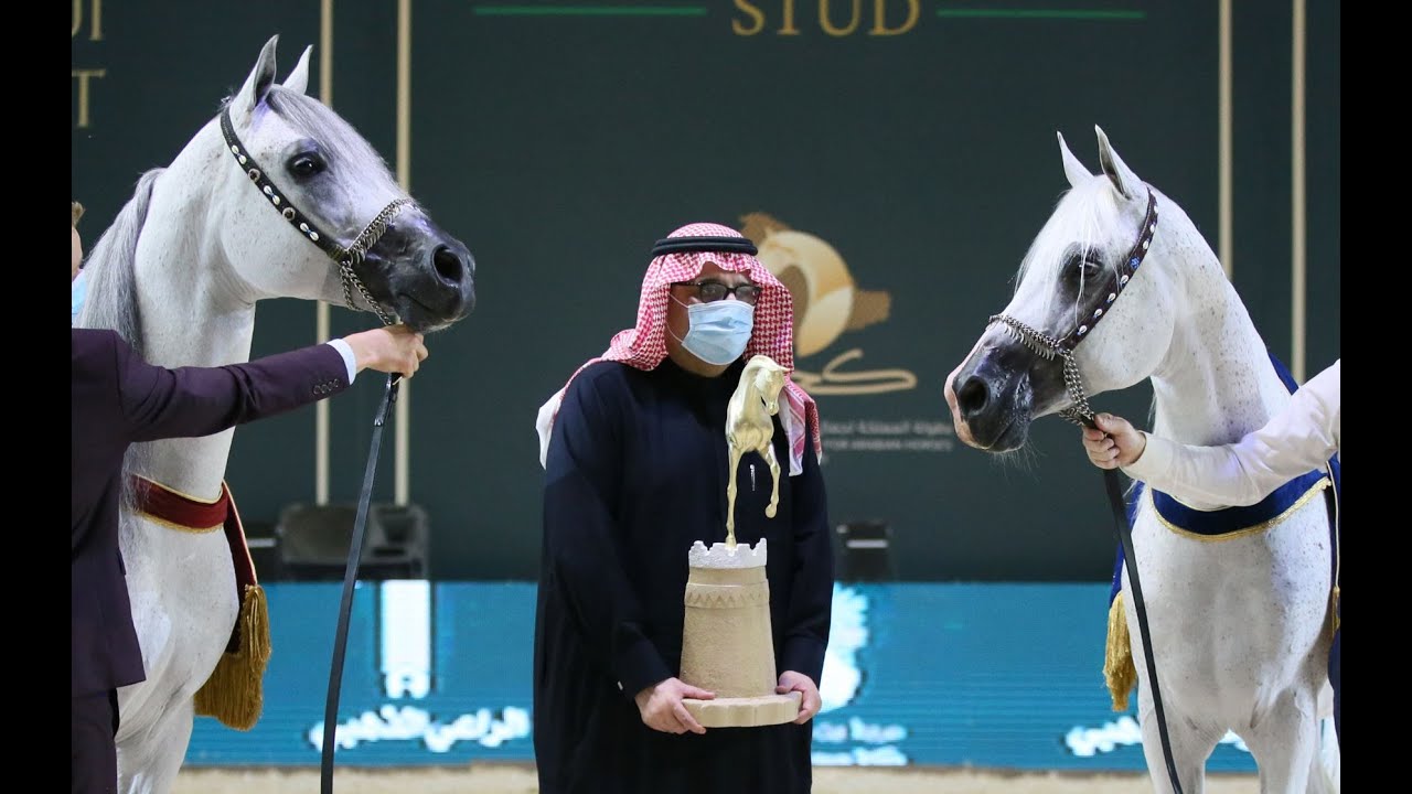 بطولة المملكة لجمال الخيل العربية الأصيلة 