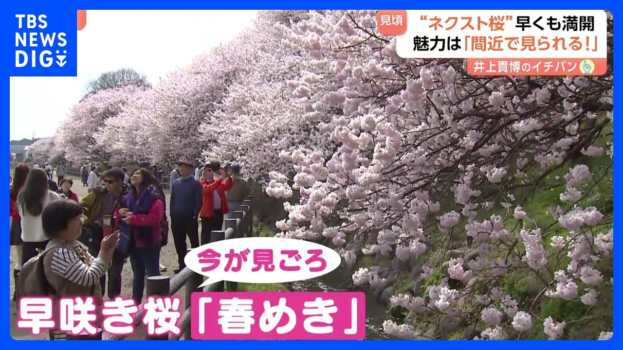 人気桜・ソメイヨシノの次を狙う“ネクスト桜” 「春めき」満開でにぎわう　東京の桜…開花はいつ！？｜TBS NEWS DIG