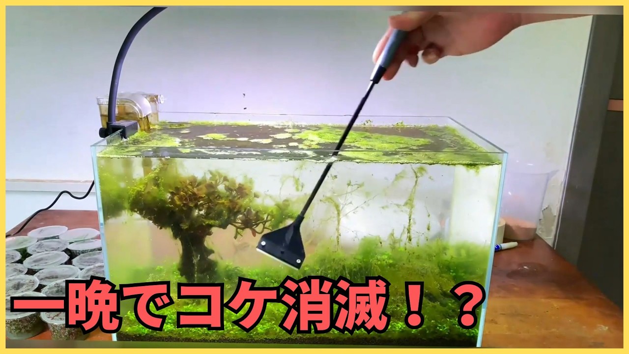 水草水槽のコケが一晩で消えた！？エビを入れたら驚きの結果に…初心者必見の対策