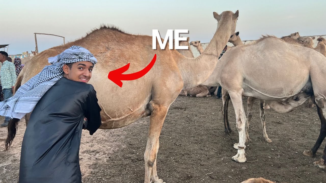 I milked a Camel