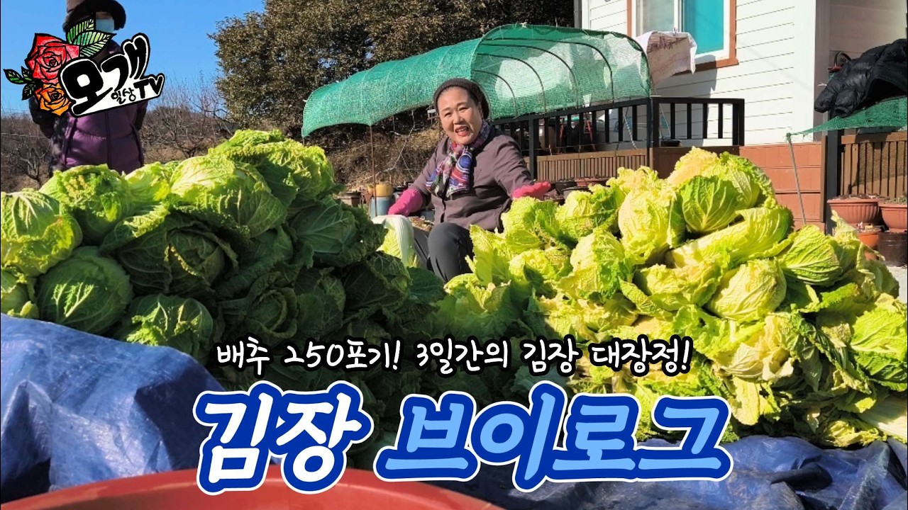 모개의일상 | 배추 250포기! 3일간의 김장 대장정! | 2025 모개네 김장 브이로그 |