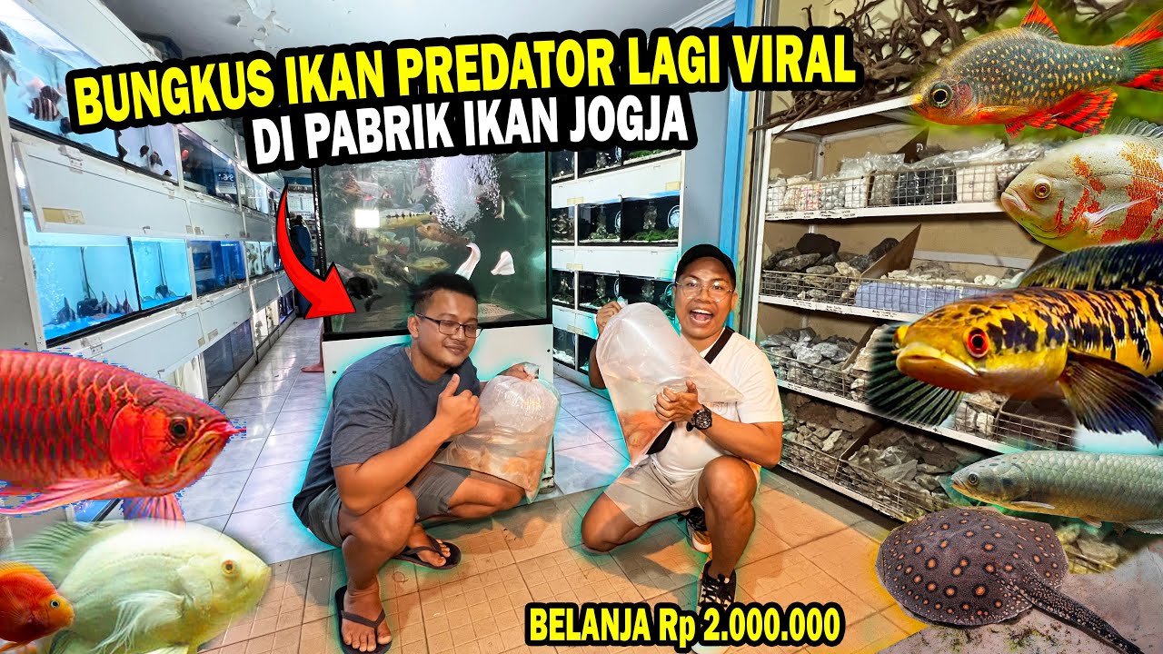 BELANJA 2 JUTAAN?? LANGSUNG DI PABRIK IKAN PREDATOR & CHANNA DI JOGJA