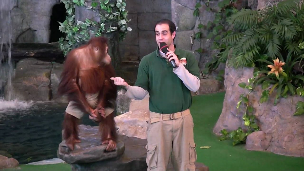 Orangutan Performs at Universal's Animal Actors Show