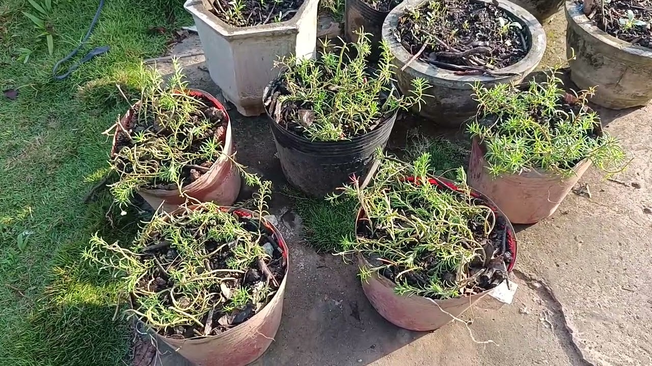 Cập nhật vườn  rau có cải gỗ tự trồng lành sạch tại nhà 25/1 