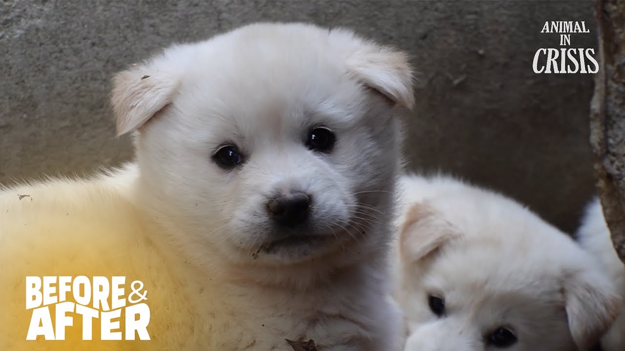 Dog Raises 3 Pups On street, Rescue Begins NOW l Before & After Makeover Ep 157