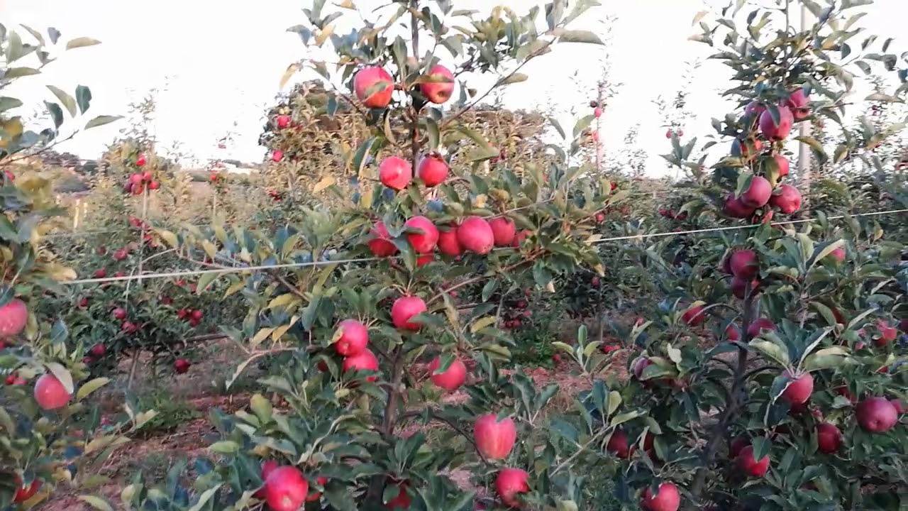 Harvest 2018-Gala Redlum&trade; 1 year