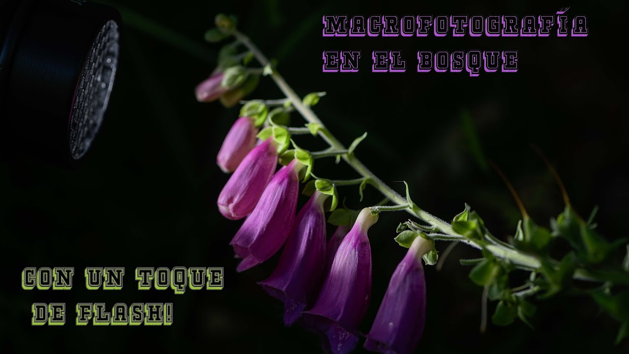 Fotografía Macro|En el bosque con un flash