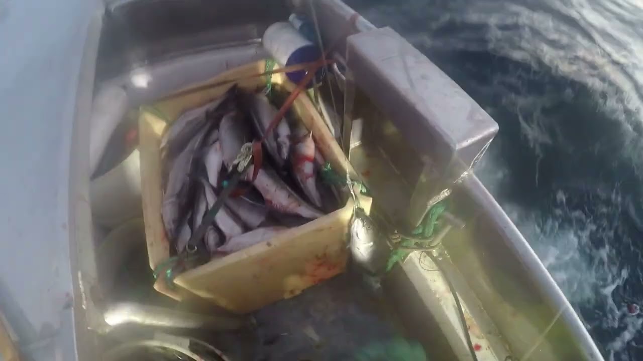 Juksa fiske etter sei utenfor Skjervøy. Bruker 3 DNG maskiner. Saithe jigging in Norway