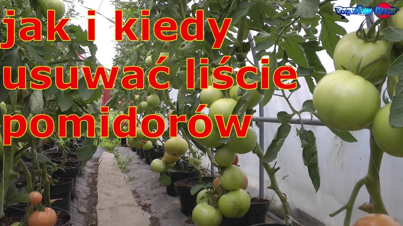 jak i kiedy usuwać liście pomidorów