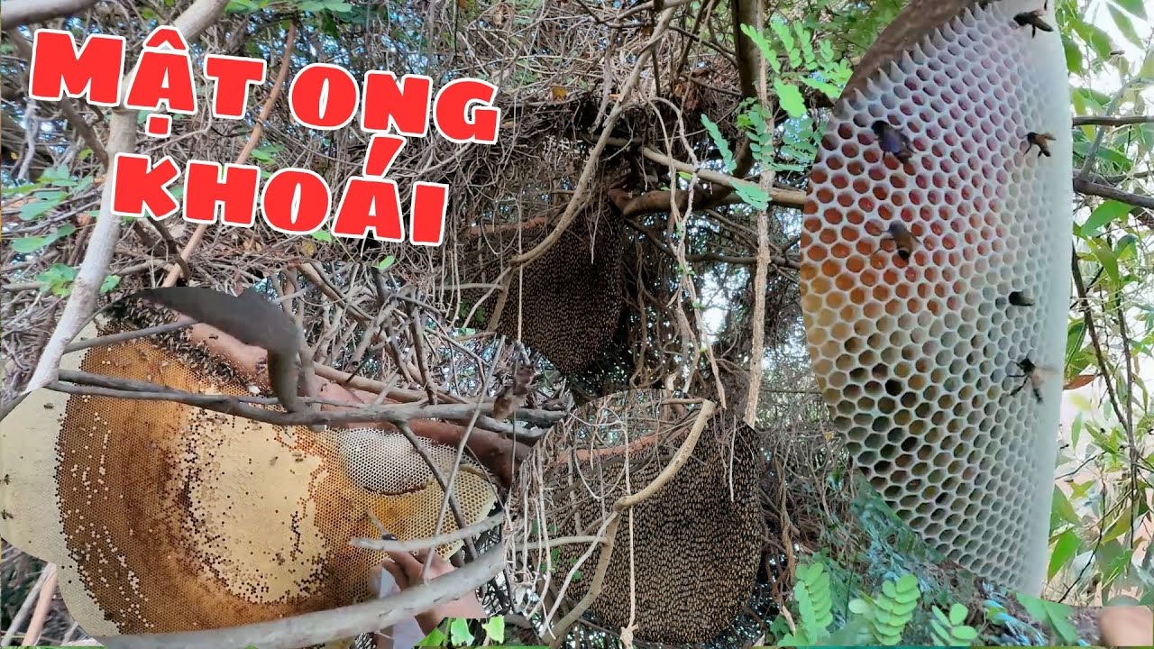 Khu vực mới phát hiện tổ ong khoái núp lùm rất to.