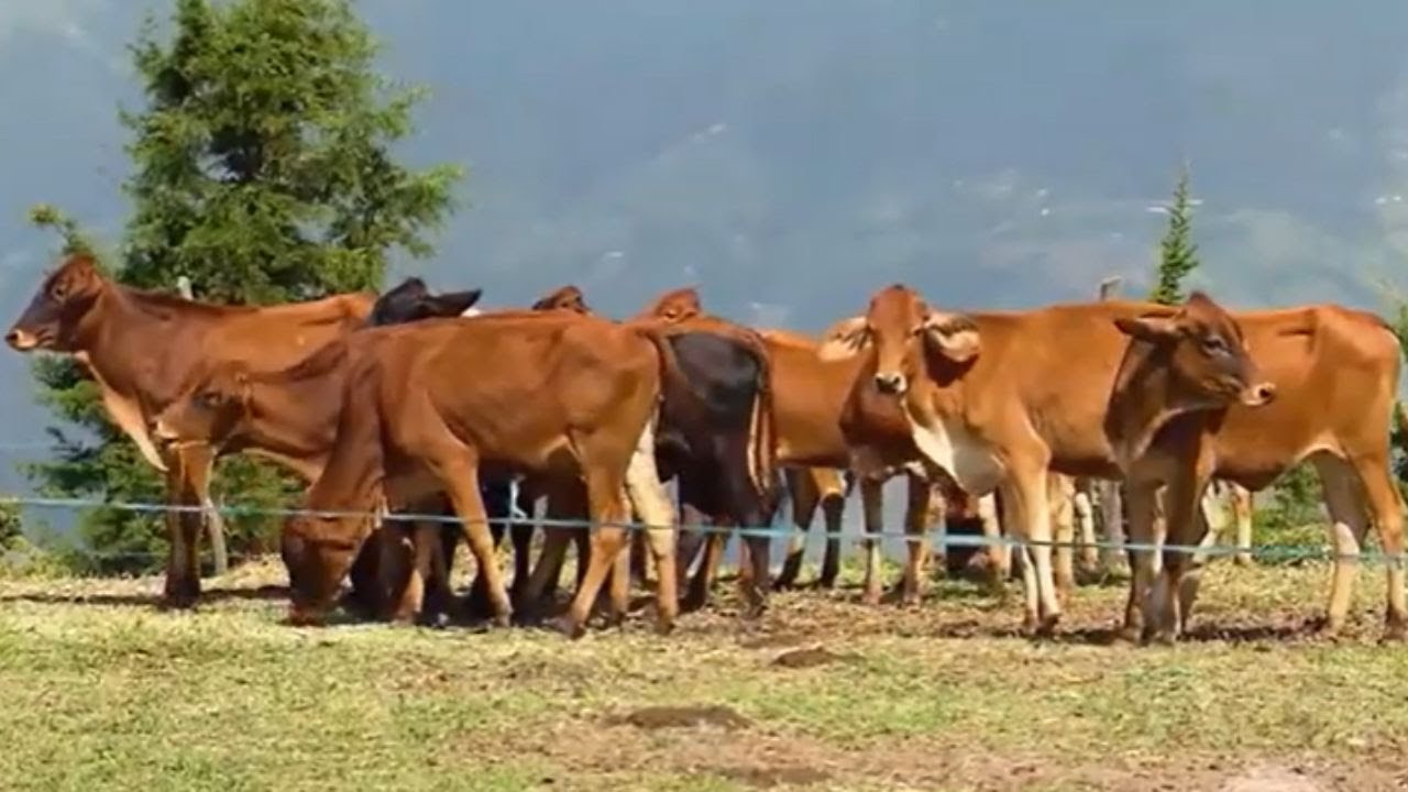 Genética GYR: el secreto del ganado lechero que revoluciona el campo colombiano - La Finca de Hoy