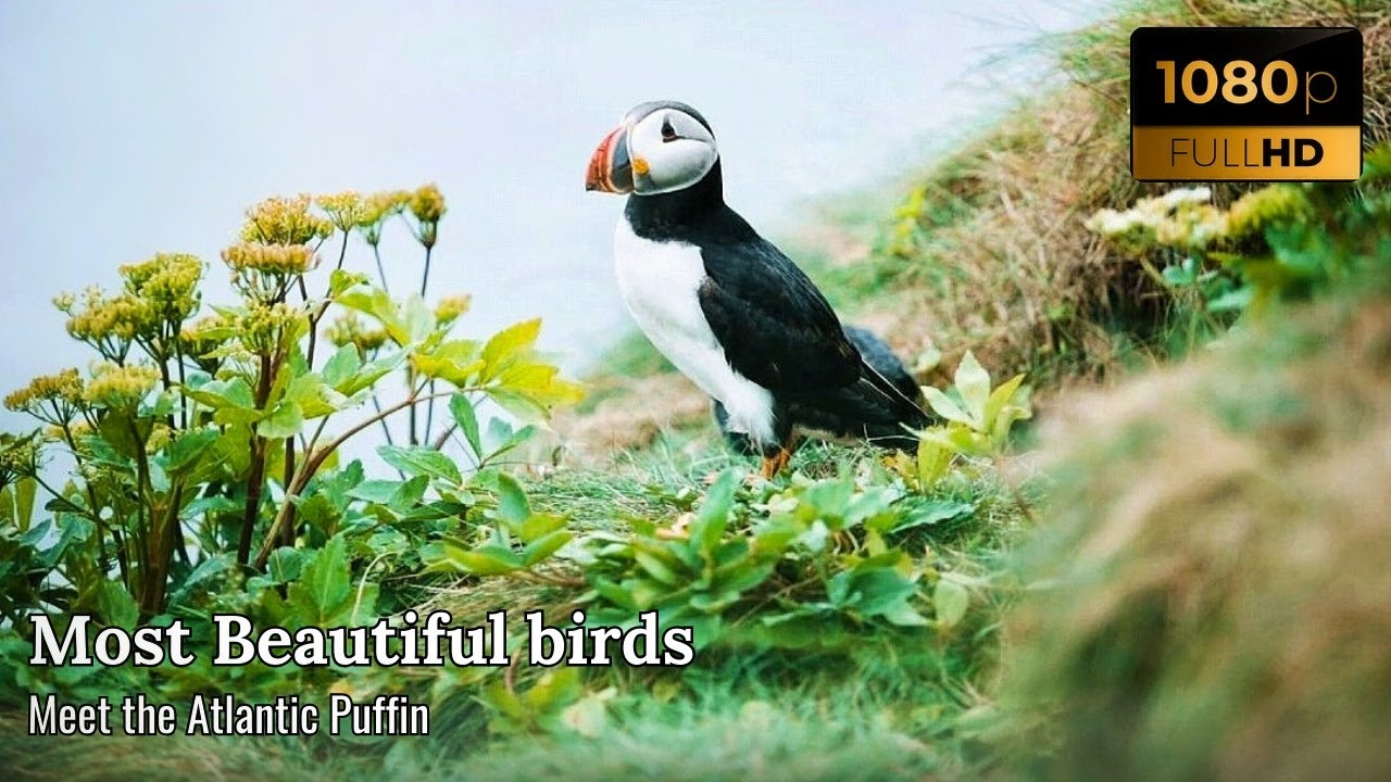 Atlantic Puffin – Discover the Charming and Colorful Seabird of the North Atlantic!