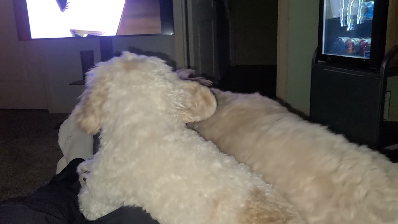 Sibling spat over who knows what