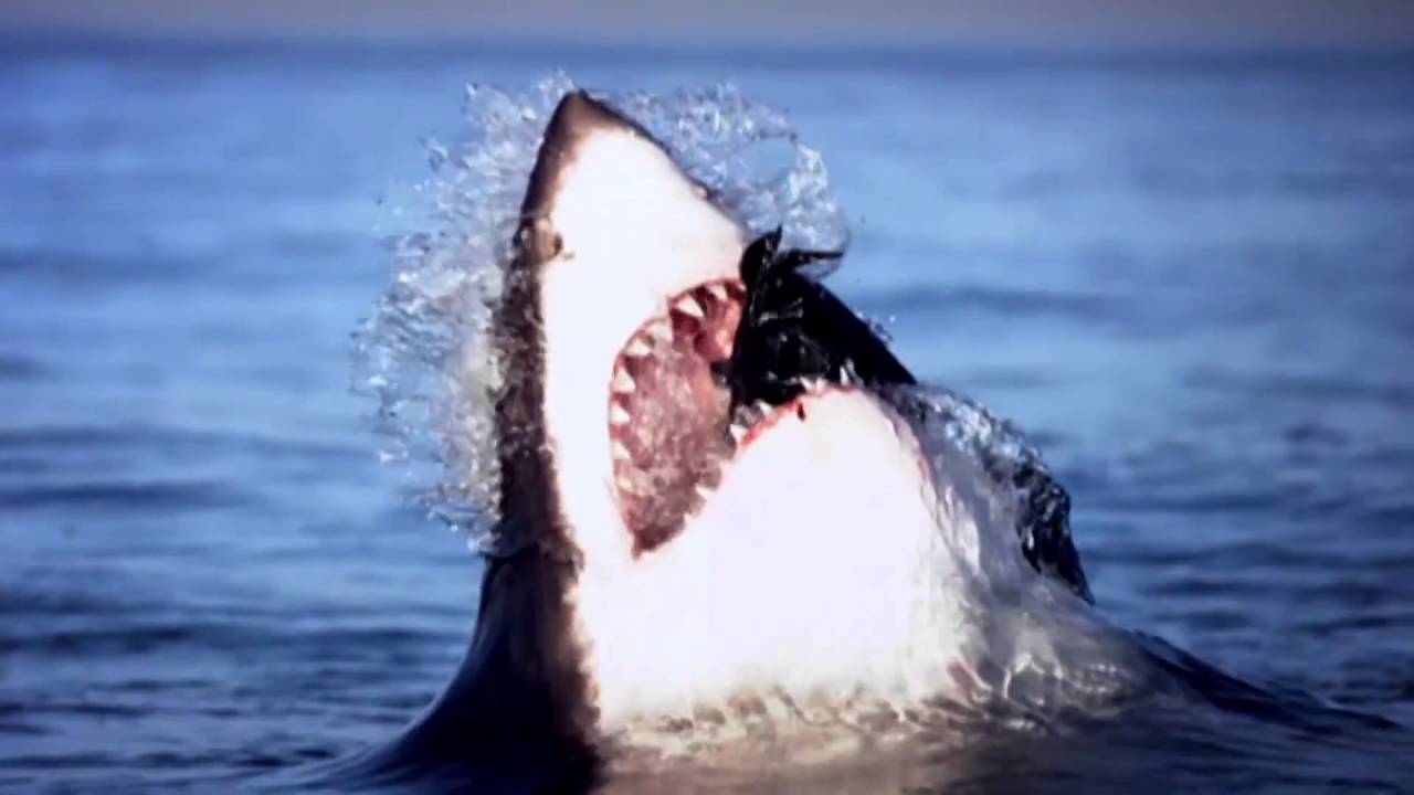 Carly Severn - Social Media, Event Television, and Big Blue Live 