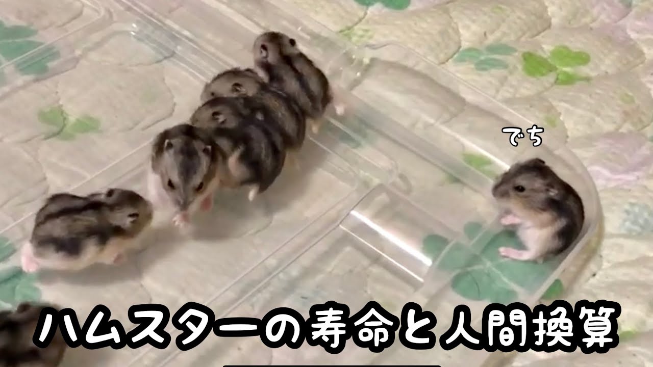 ハムスターの寿命と人間の年齢での換算について