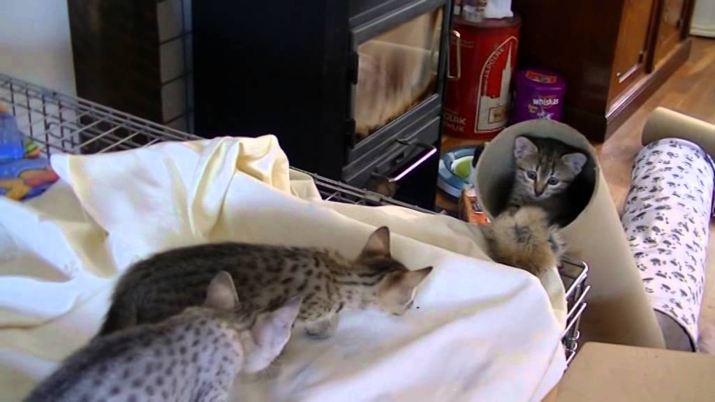 Egyptian Mau kittens 2015 part 4