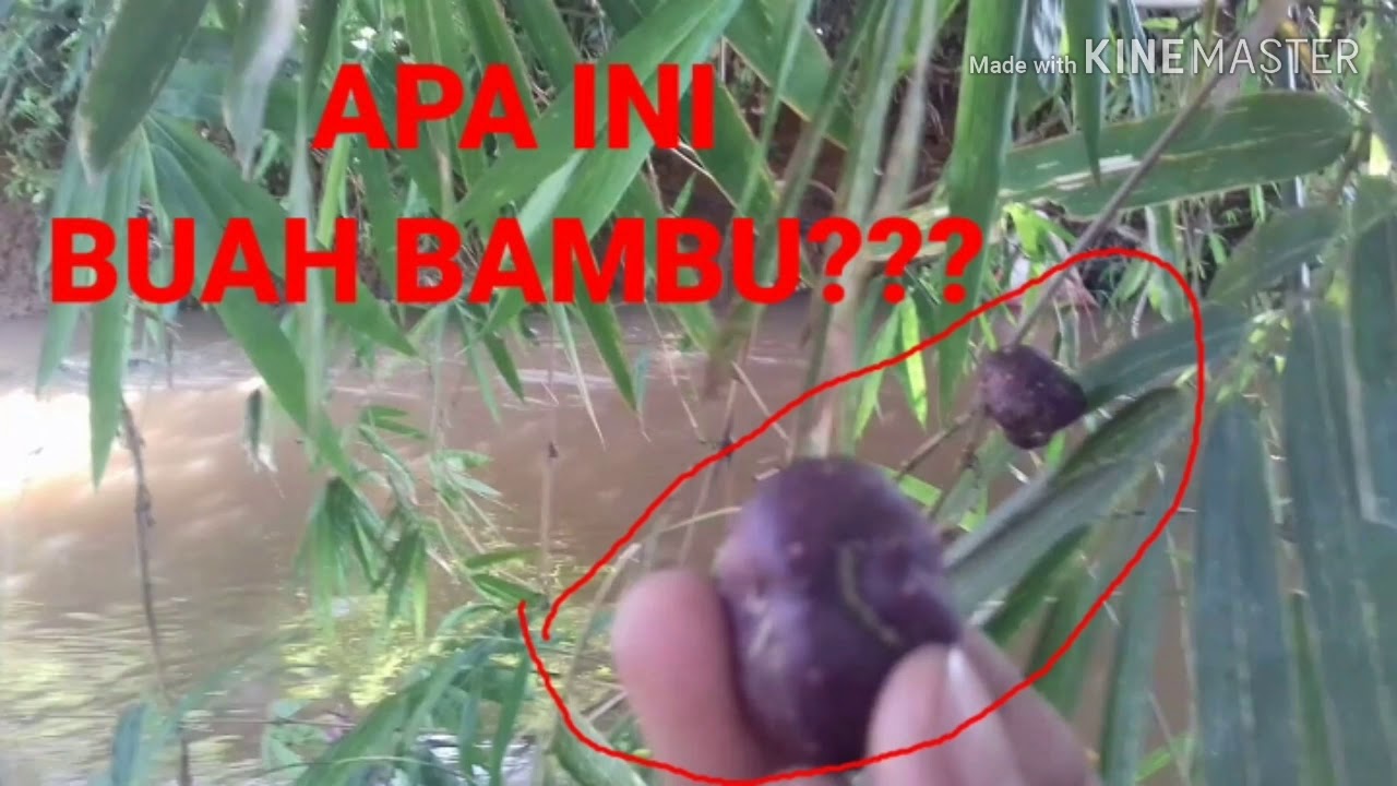 Bambu unik]APA INI BUAH BAMBU YA ???unique bamboo