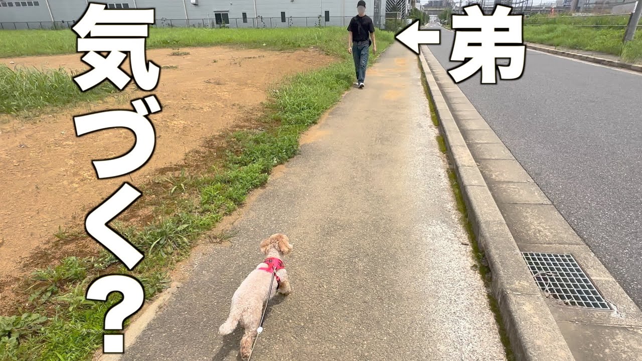 散歩中に居るはずのない大好きな弟に遭遇した結果