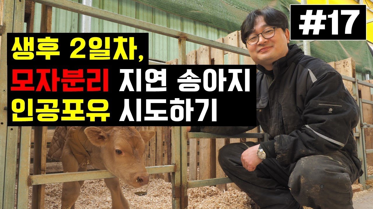 #17 김박사의 한우 이야기 17편 (생후 2일, 모자분리 지연 송아지 인공포유 시도하기)