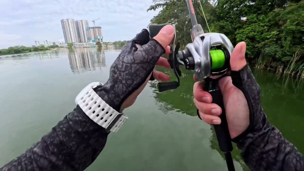 Peacock Bass Action While Chasing Giant Snakehead!