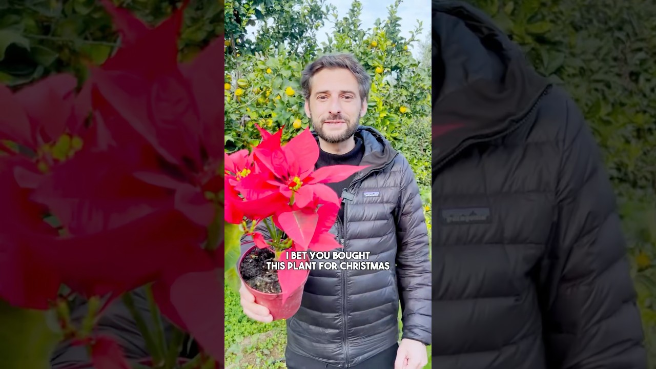 Poinsettia Plant Care Tips 🌿 It can last for years! #poinsettia #garden #gardening