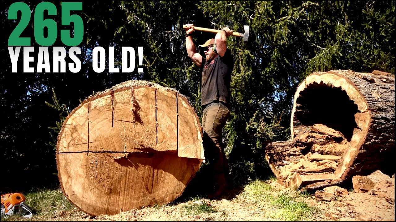 This TREE is OLDER Than AMERICA! 3 Hours of Work in 1 Minute