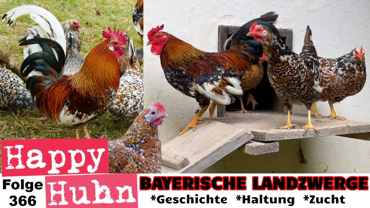 Die Rettung der Bayerischen Landzwerge! Ein Rasseportrait für besondere Hühner HAPPY HUHN Folge 366