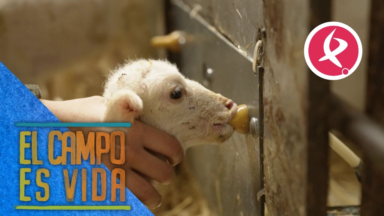 Esther enseña a los borregos más pequeños a mamar de la máquina nodriza | El campo es vida