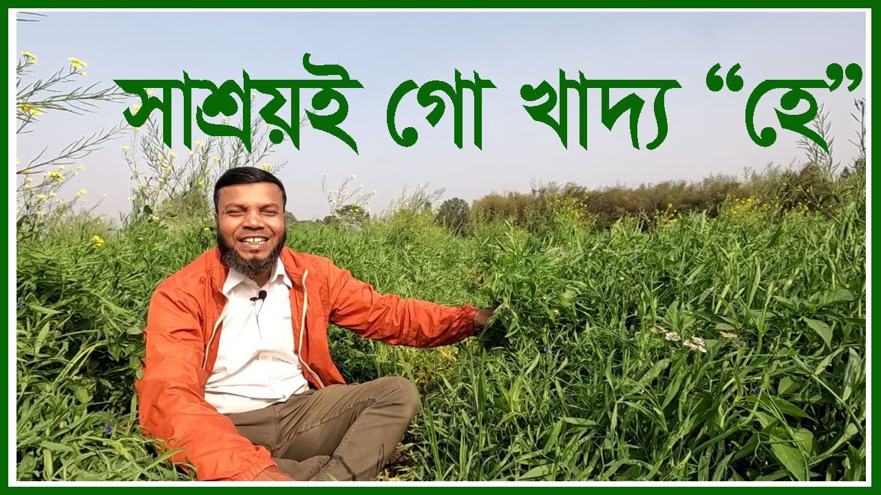 কিভাবে সহজে গো খাদ্য হে তৈরি করা যায় | Krishi o Krishok ||