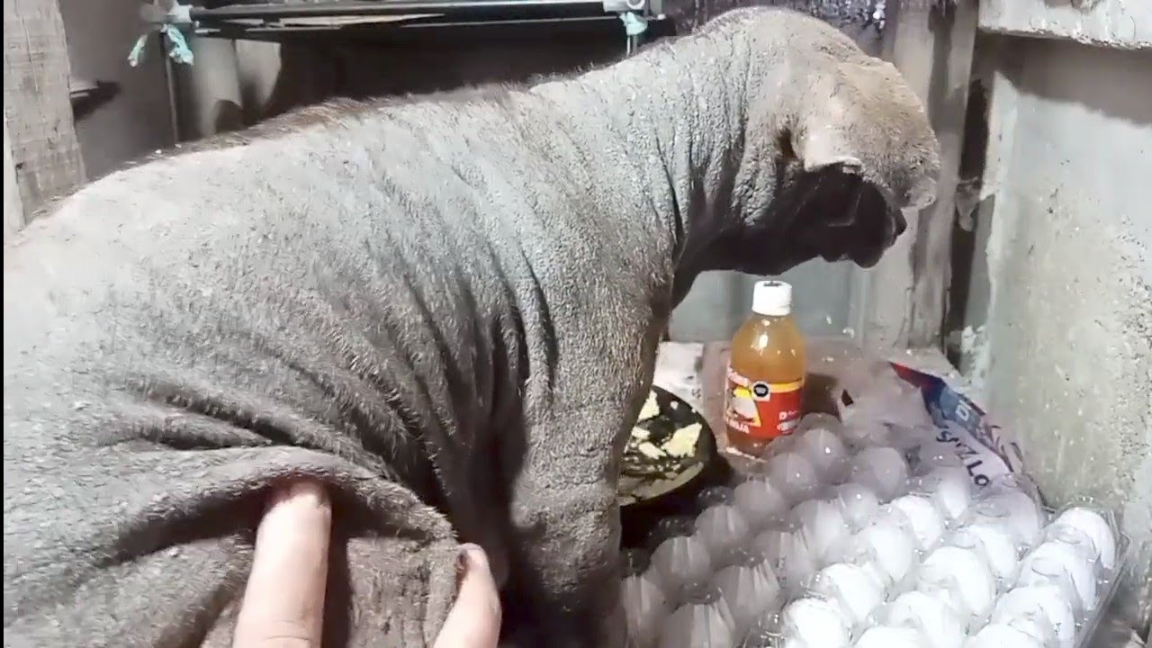 Almuerzo para las Mascotas y Albañiles 
