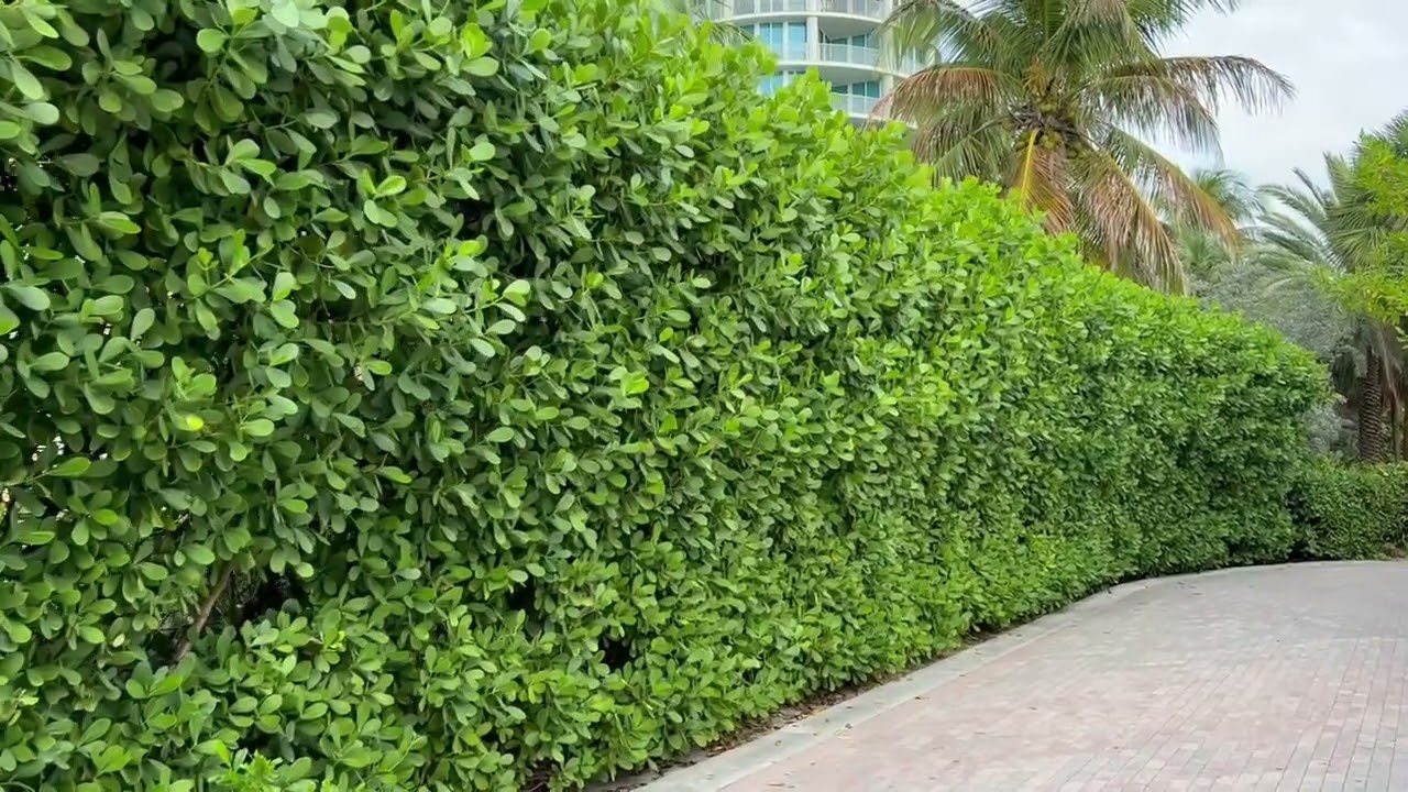 Clusia Privacy Hedge 12'/Privacy Screen and Hedges/Large Palm Trees Installed/Large Trees Installed