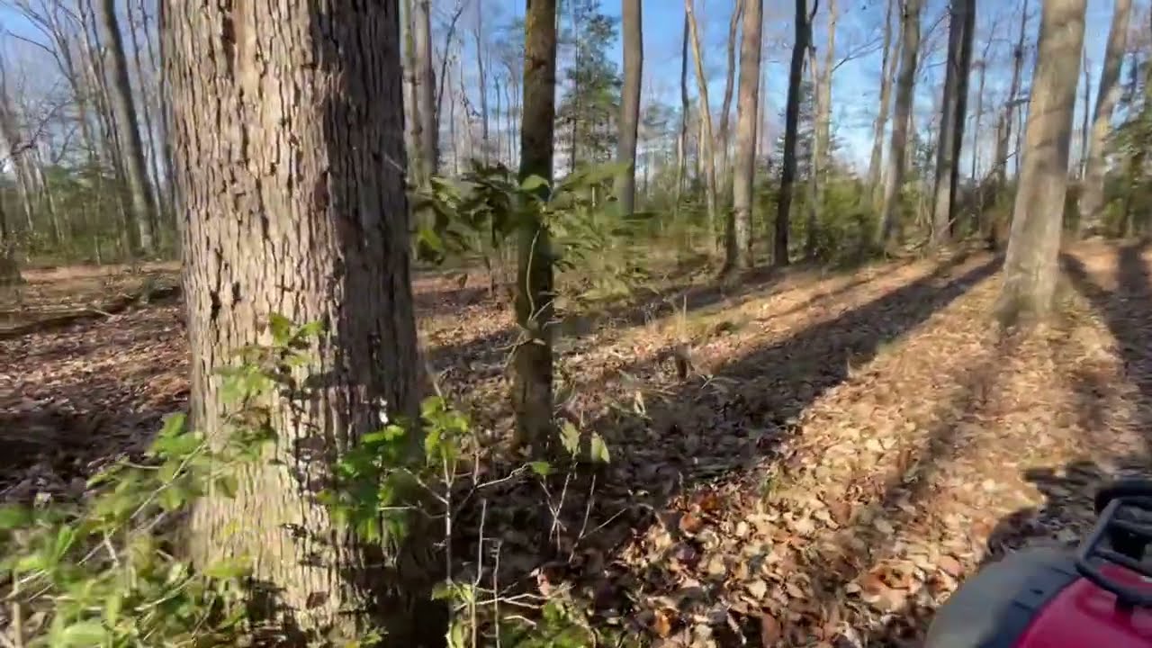 A FOUR-WHEELER RIDE THROUGH THE WOODS