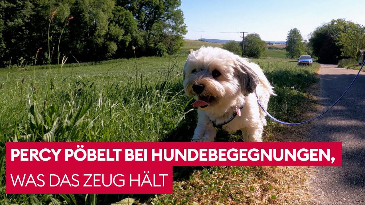 Kann Hundetrainerin Sophie Grethe dem Havaneser dieses Verhalten abgewöhnen? 🤔 | Der Hundeprofi