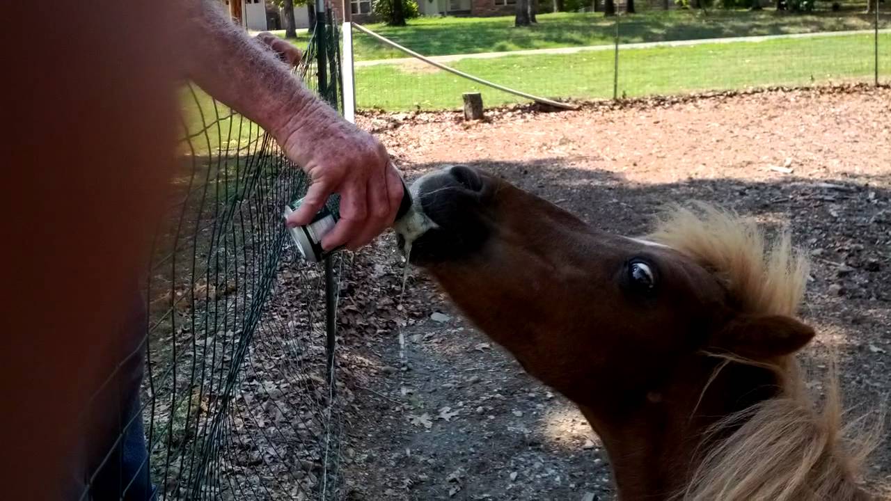 Ponies like Mountain Dew