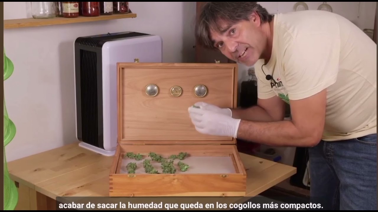 Secar y curar Marihuana