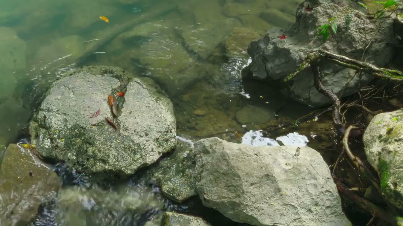 Relaxing at the White-tailed Kite in 4K No. 01 (4k Short Pomodoro Session)