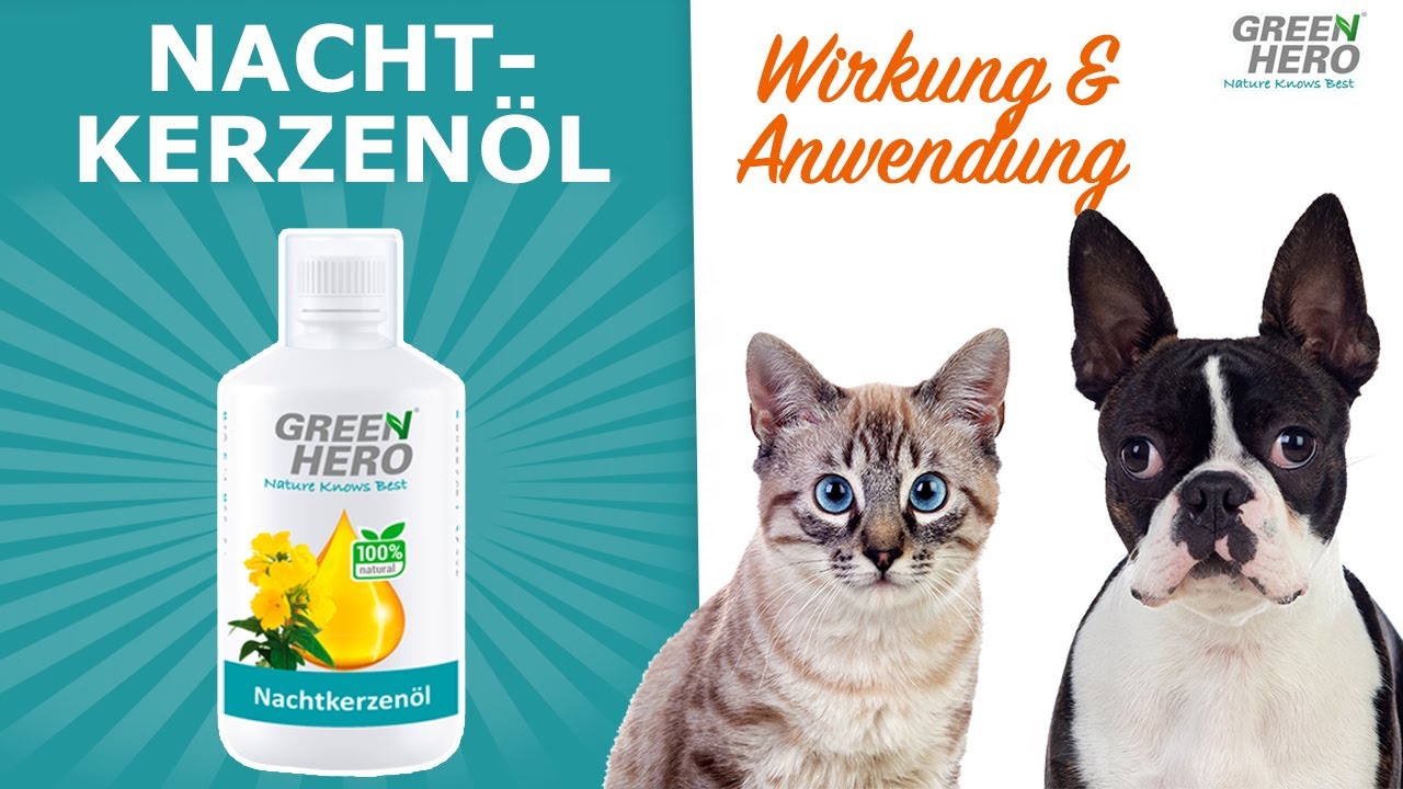 Nachtkerzenöl - Wirkung bei Hund und Katze