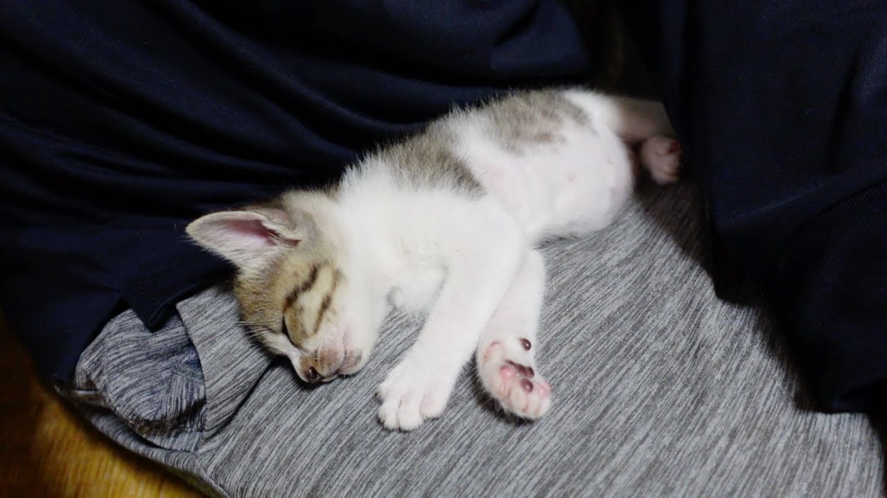 何度も膝の上に戻ってきて寝ちゃう子猫