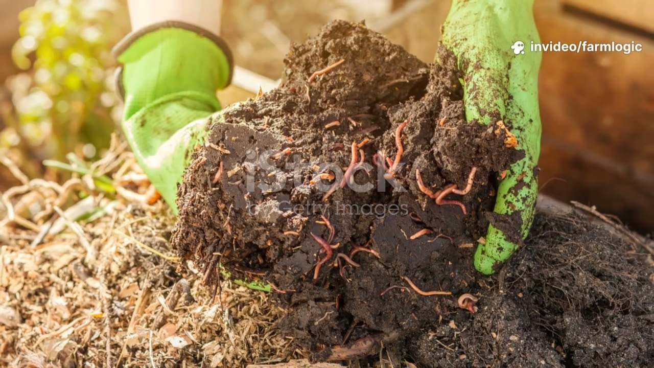 Why Worms Swarm to Unturned Compost And How to Use That