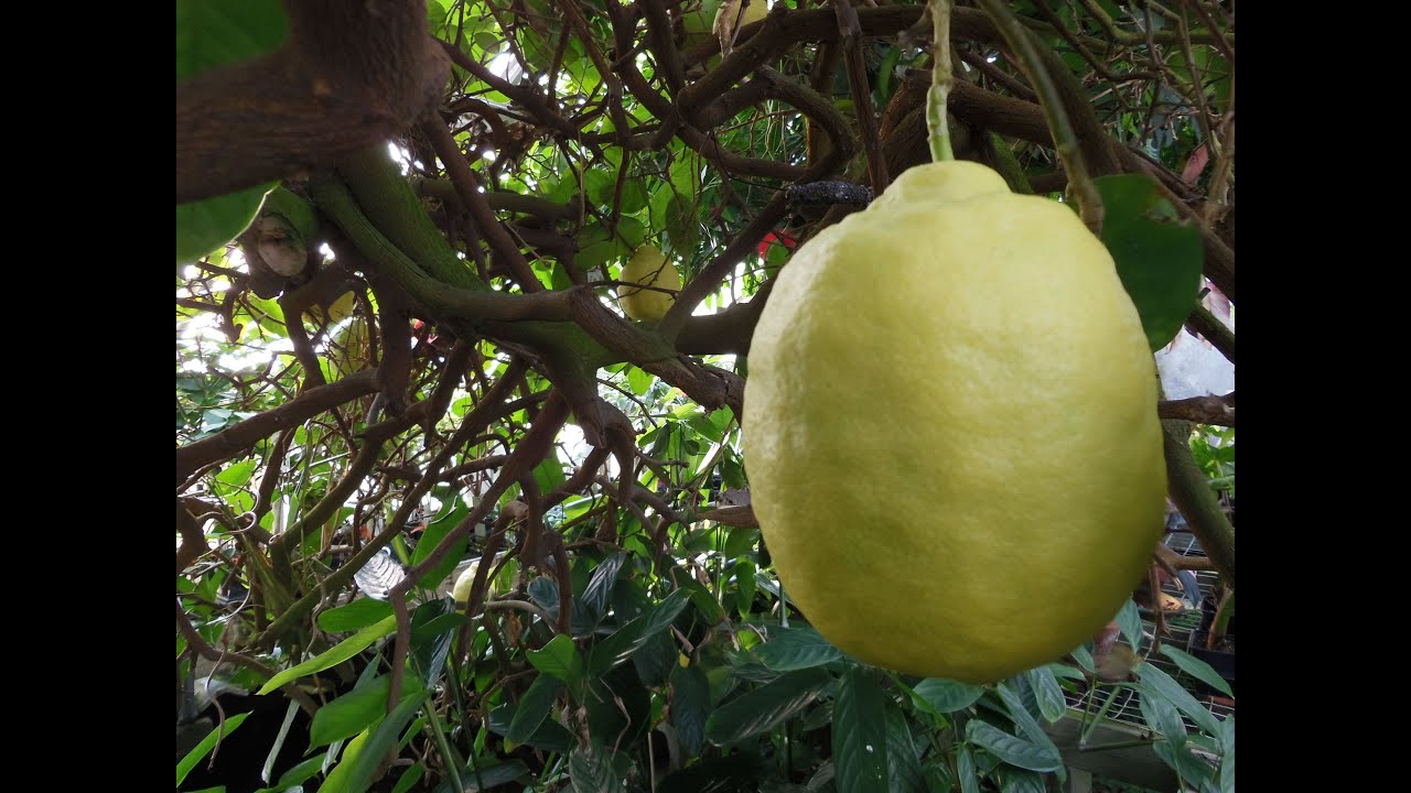 Американский чудо-лимон &laquo;Ponderosa&raquo; (Citrus limon)
